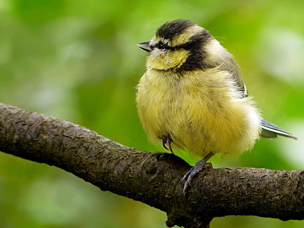 yellow and black bird perched on tree limb