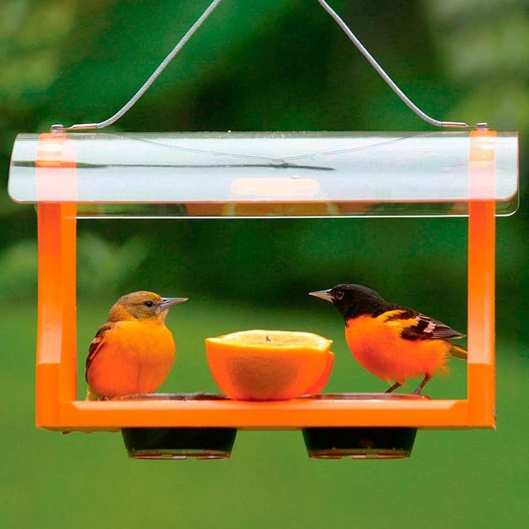 Two orioles sitting on a bright orange feeder with jelly cups and an orange in between