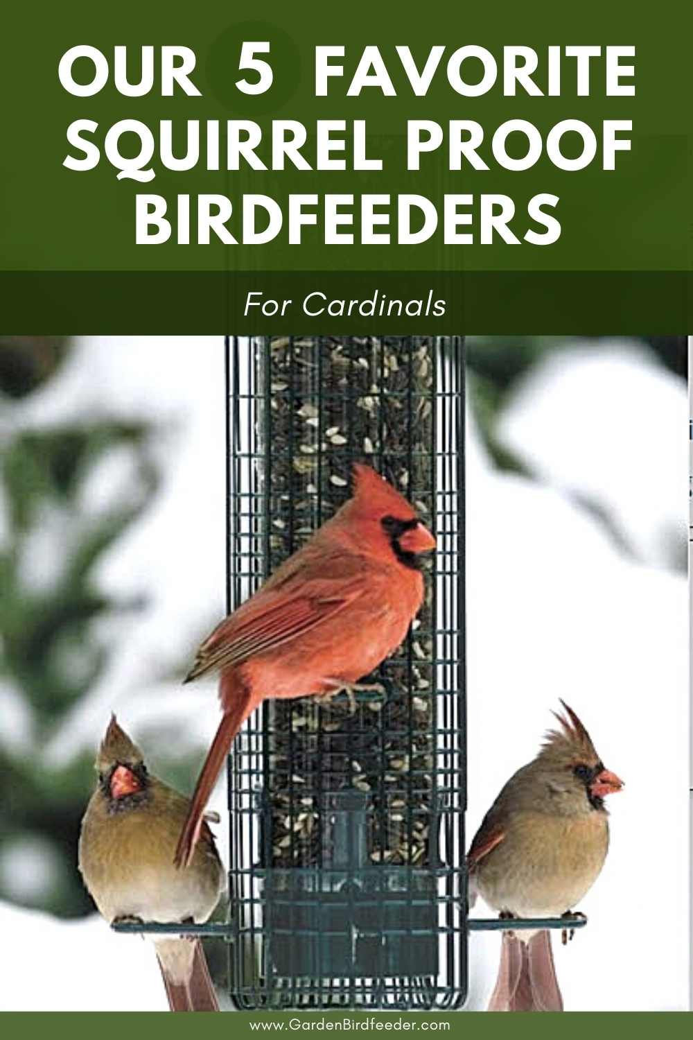 Favorite Squirrel Proof Carinal Birdfeeder Pinterest Pin