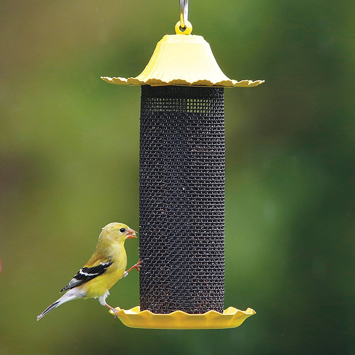 finch eating from black and yellow feeder