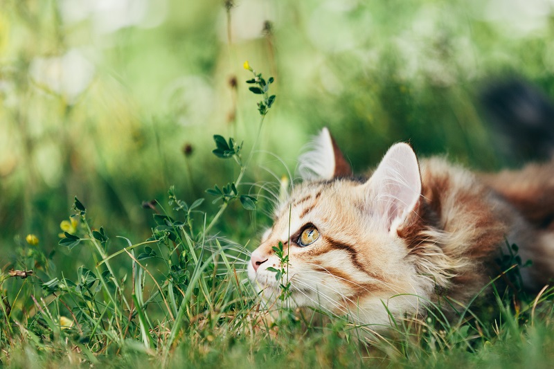 cat stalking birds in grass