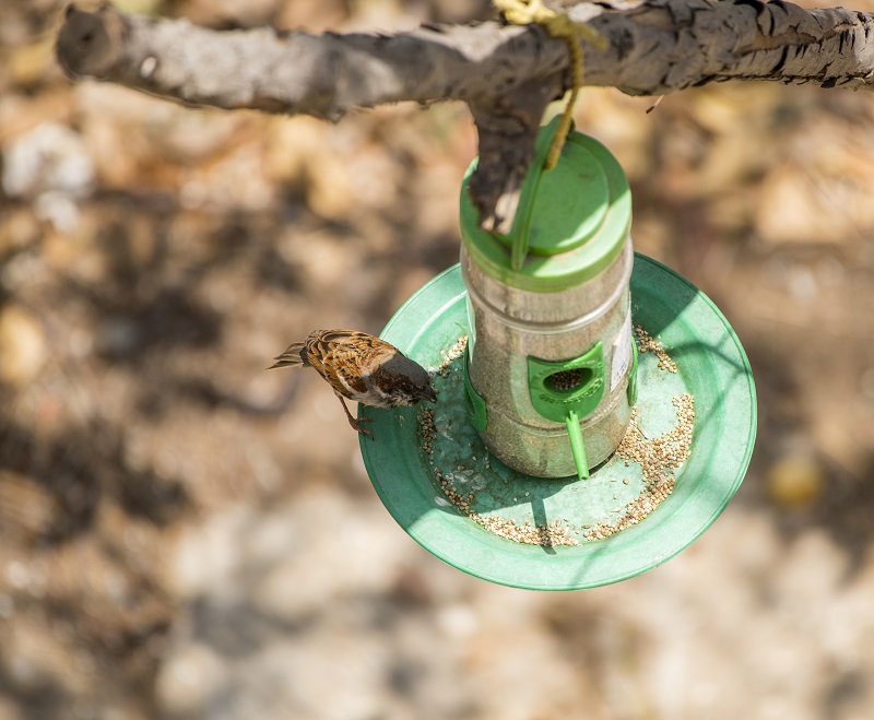 Top down view of bird feeder hanging in tree