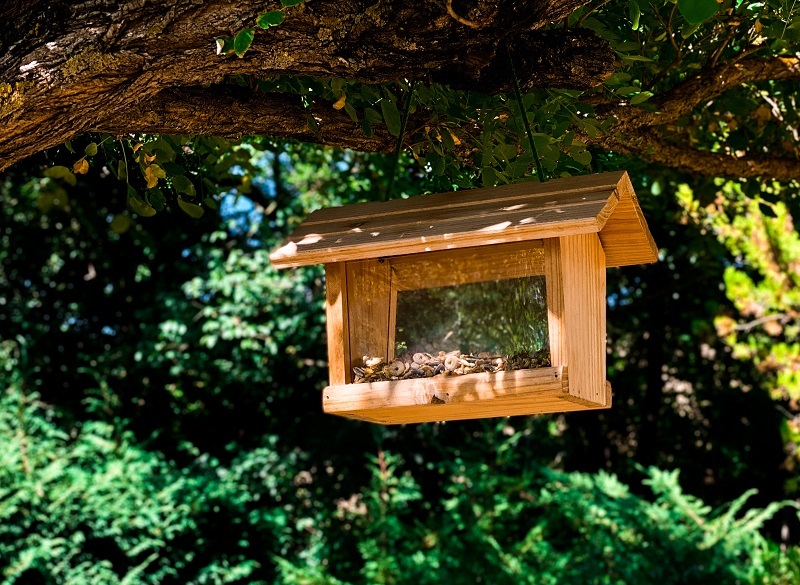 bird feeder hanging in partial sun