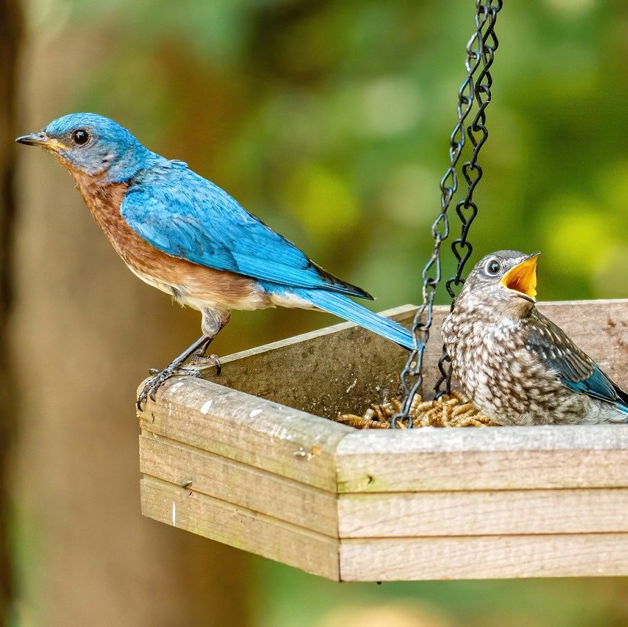 bluebirds on platform feeder filled with mealworms