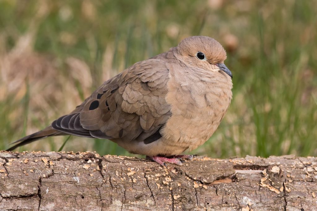 close up of the mourning dove
