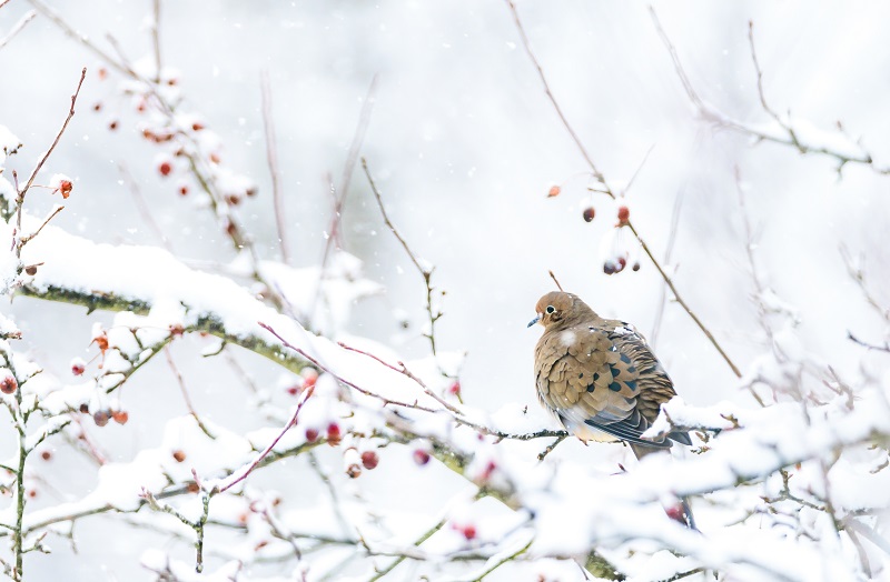 mourning dove perched on a crabapple tree in the snow