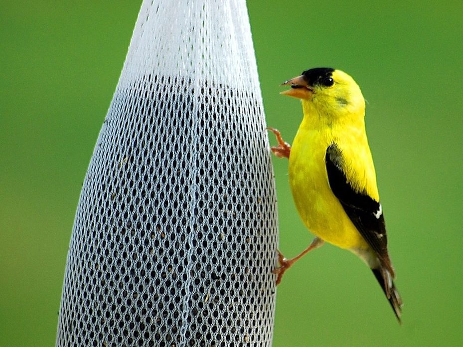 Finch eating from Sock feeder