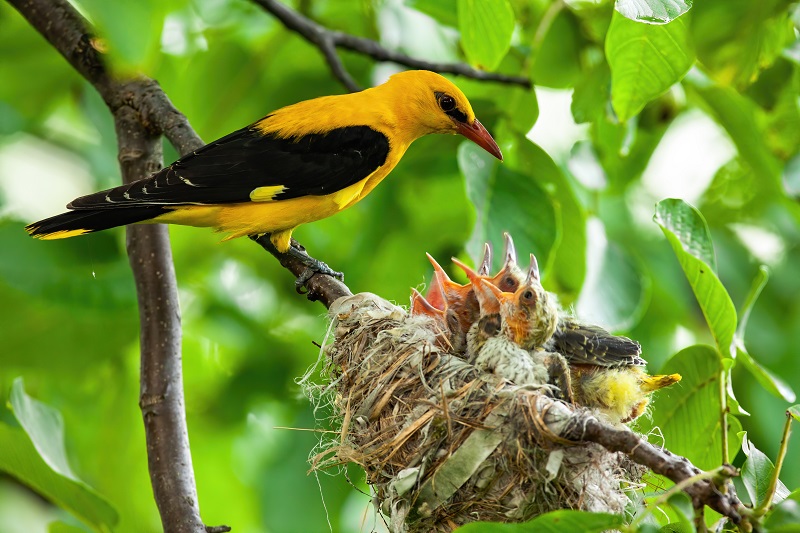 gold oriole feeding young in nest
