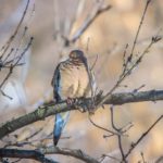 mourning dove sleeping on tree branch