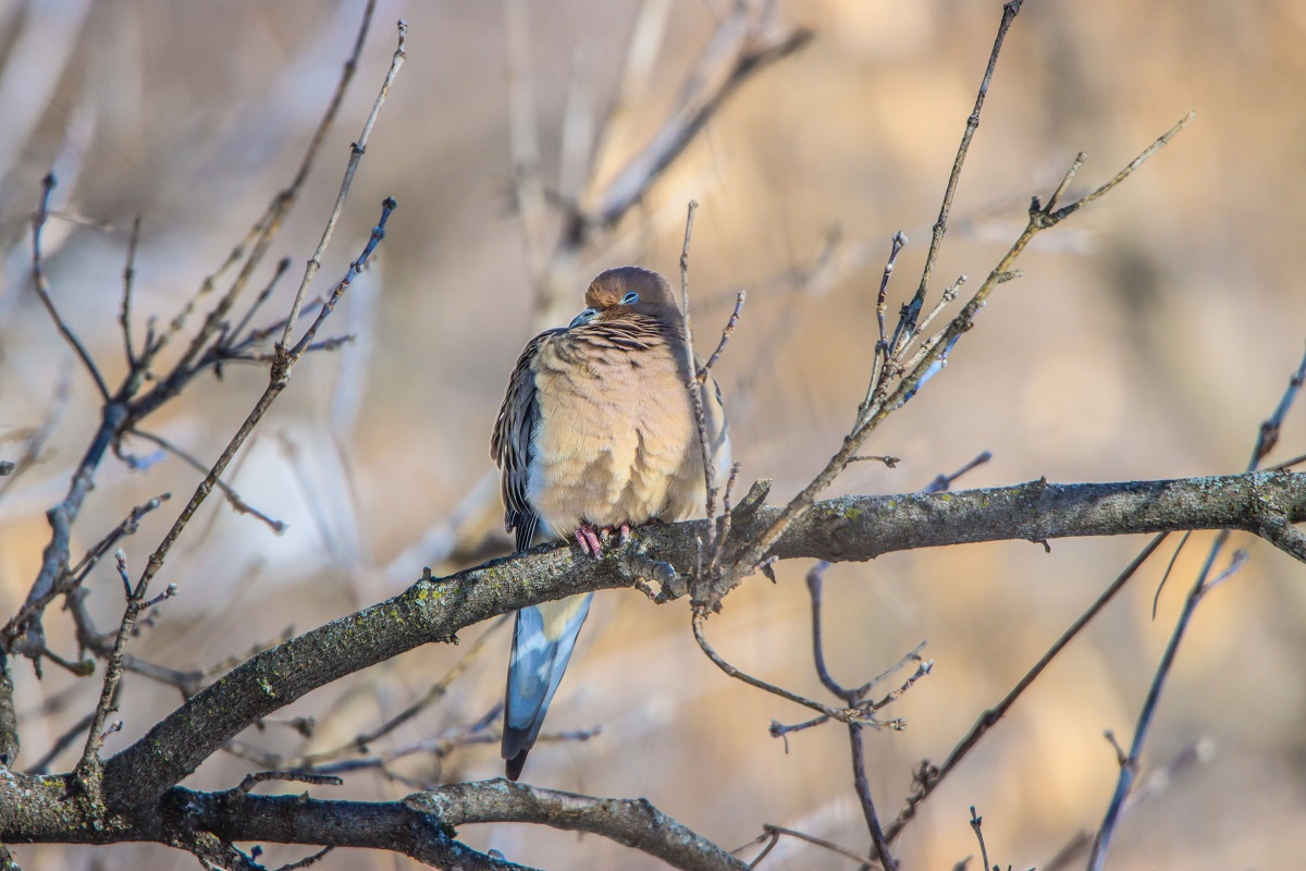 mourning dove sleeping on tree branch