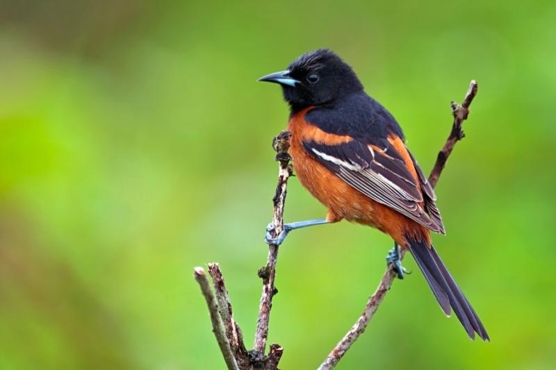 Orchard Oriole with black head and dark orange body