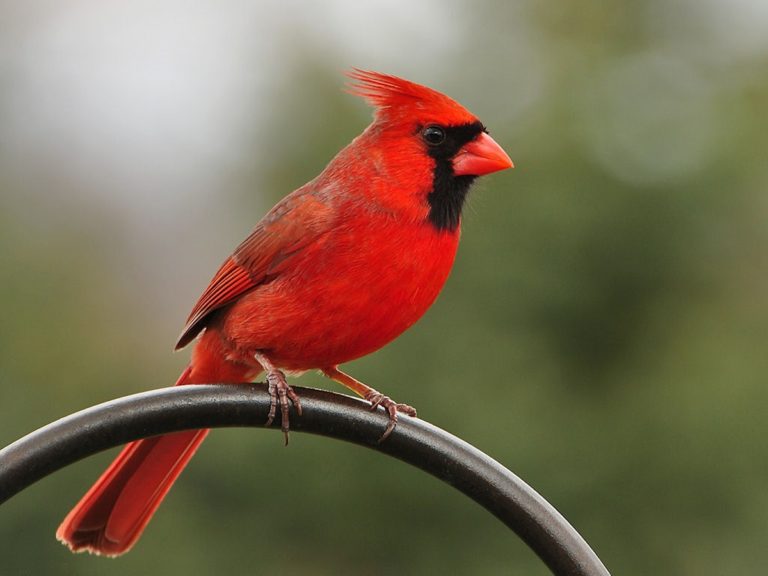 bright red male cardinal perched on a trellis in the garden