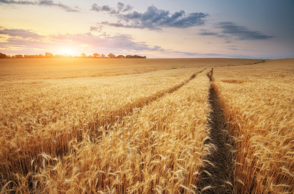 field of wheat ready to harvest