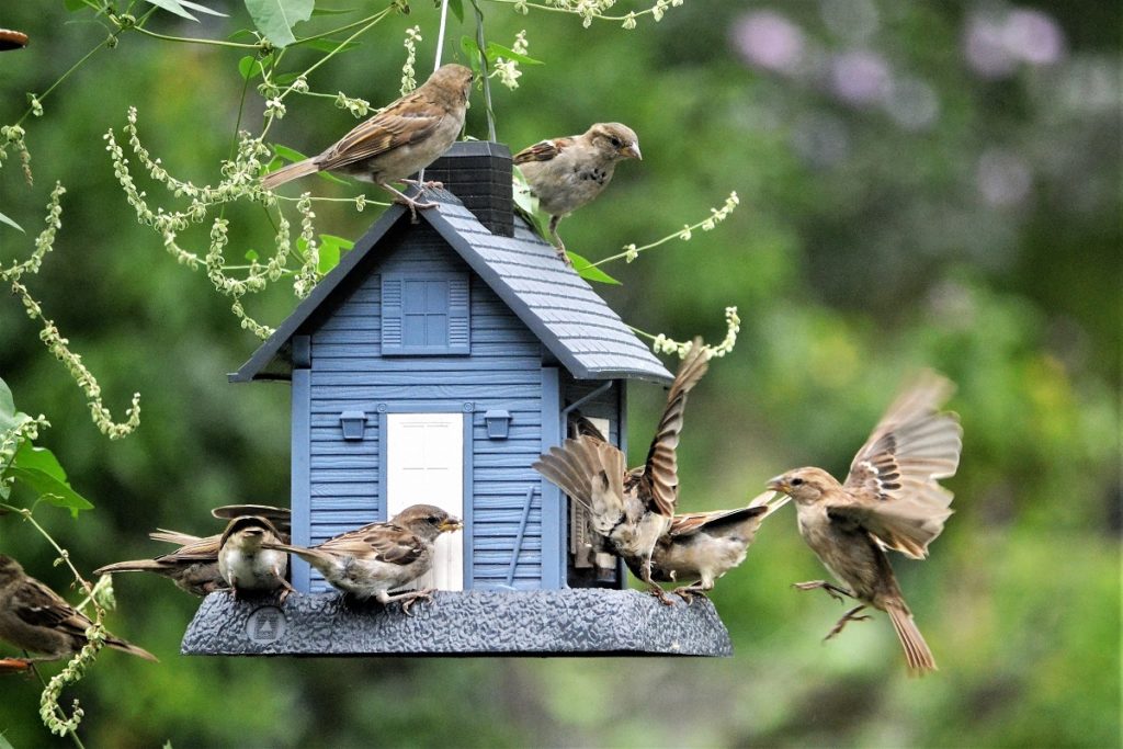 bird feeder hanging next to trees and shrubs