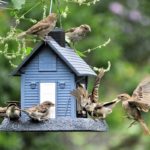 bird feeder hanging next to trees and shrubs