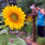 man filling the birdfeeder with bright sunflower in front