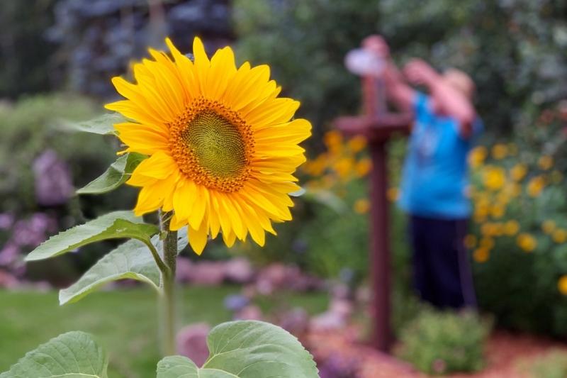 man filling the birdfeeder with bright sunflower in front