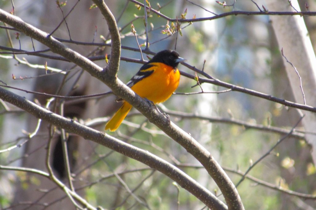 orange and black oriole perched in a tree