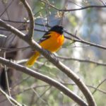 orange and black oriole perched in a tree