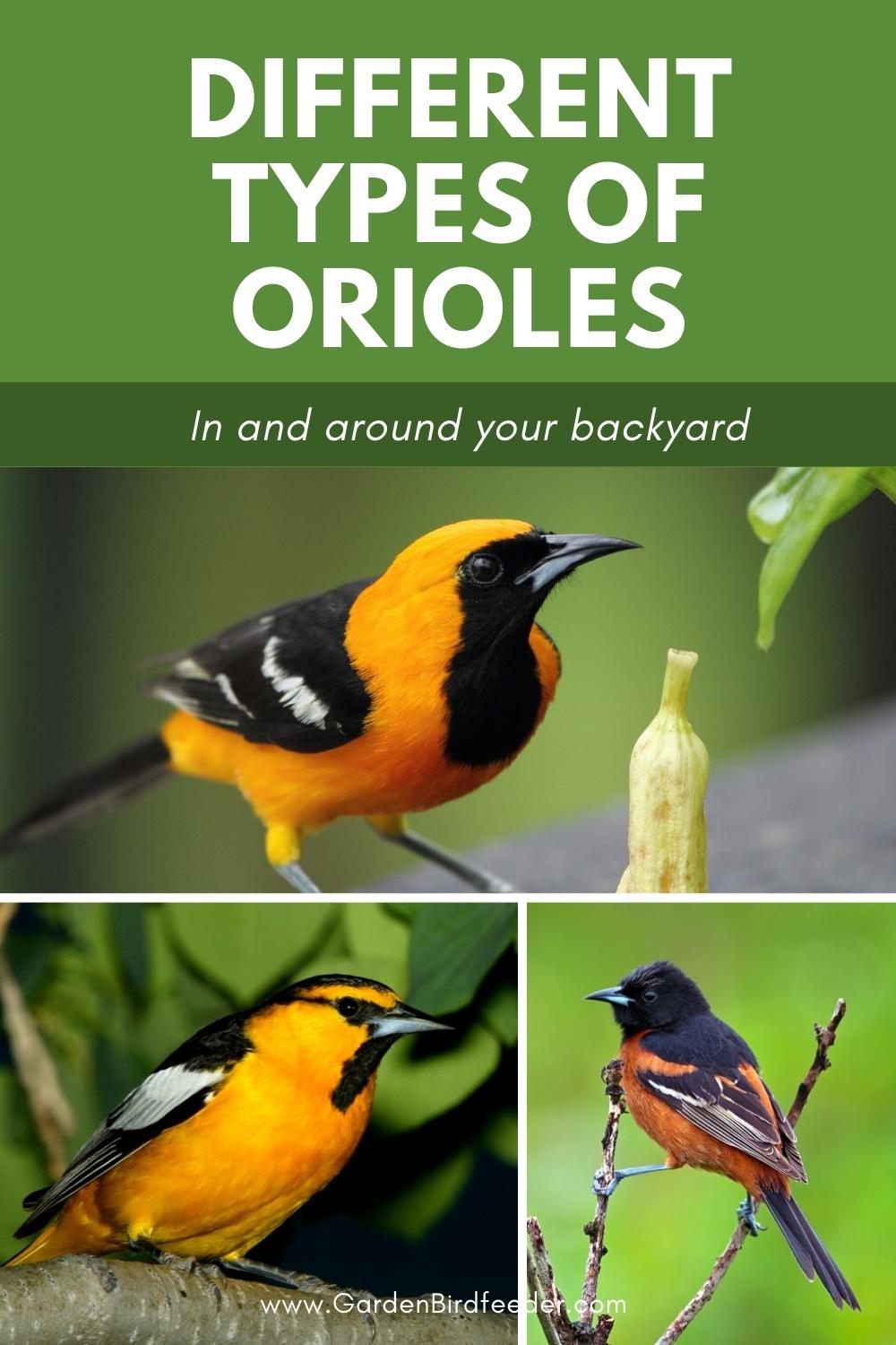 collage of different types of orioles - pin