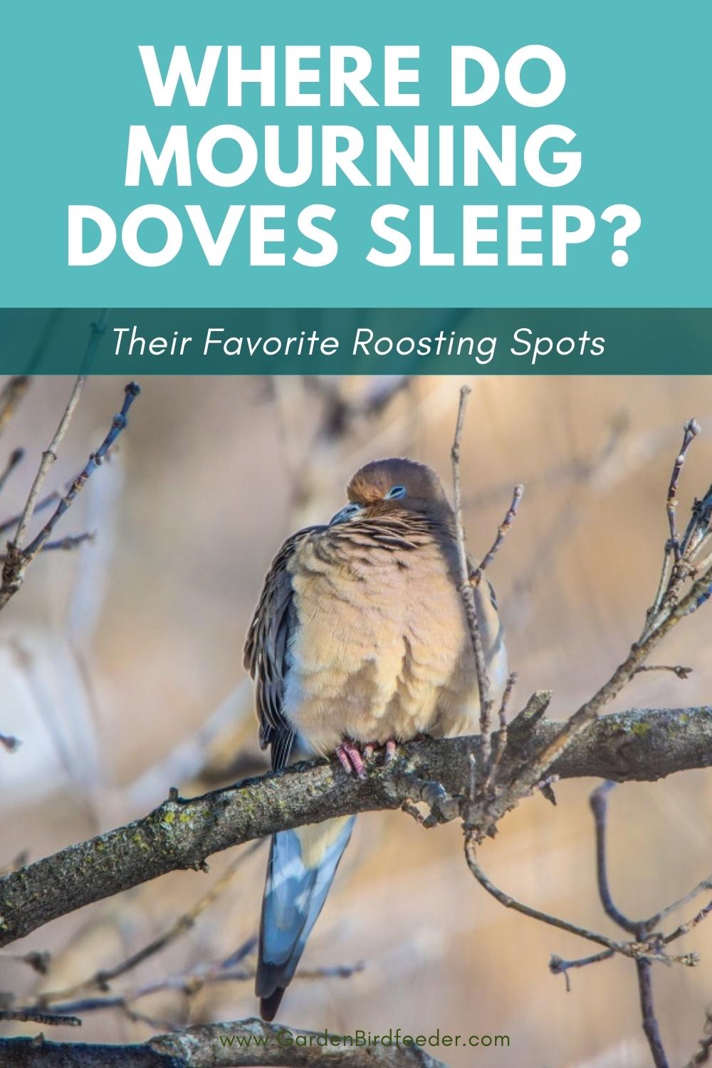 Where do mourning doves sleep pin with image of dov napping with eyes closed