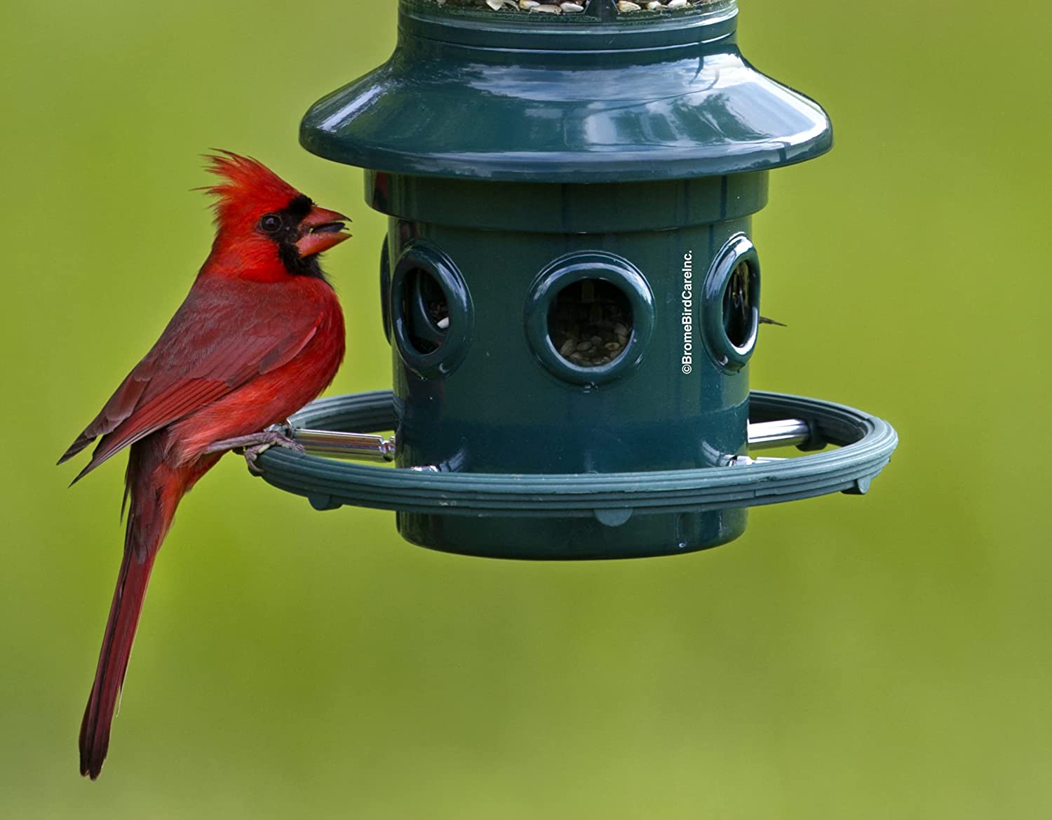 Squirrel Buster Plus Bird Feeder w/Cardinal Ring