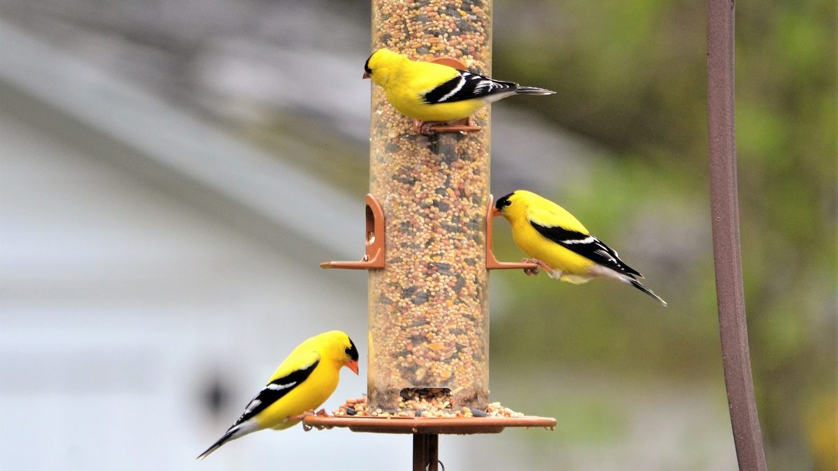 Goldfinches eating at bird feeder