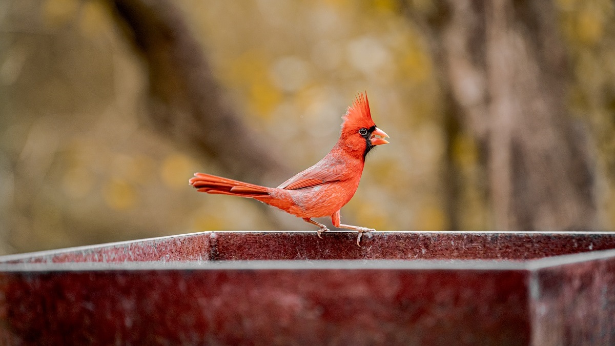 Cardinal eating at platform bird feeder