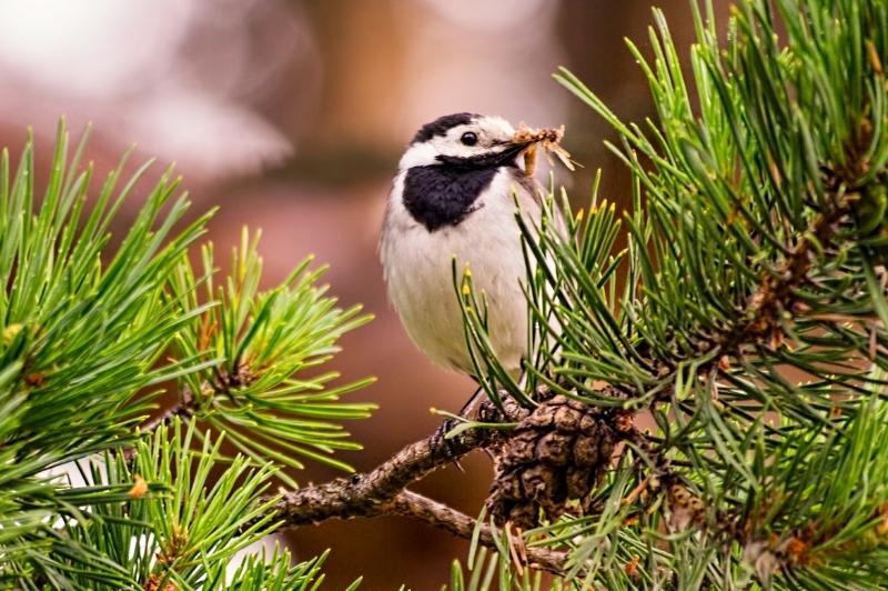 bird eating insect in pine tree