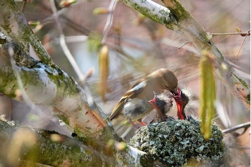 finch feeding baby chicks in the nest
