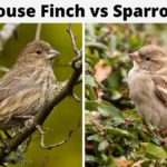 Photo comparing the finch vs the sparrow
