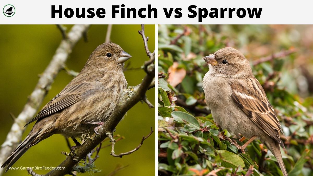 Photo comparing the finch vs the sparrow