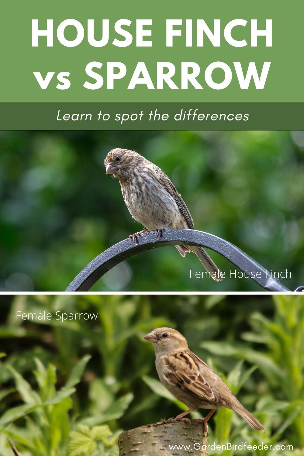 What is the difference between a finch vs sparrow? Learn about the markings, habitats, diet and other information about house finches and sparrows.