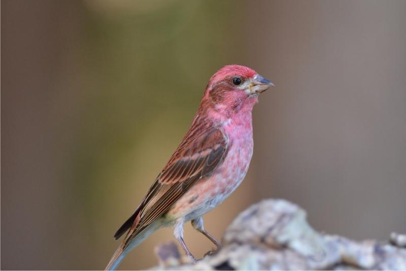 purple finch