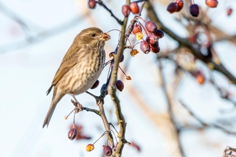 a female purple finch eating berries from a tree