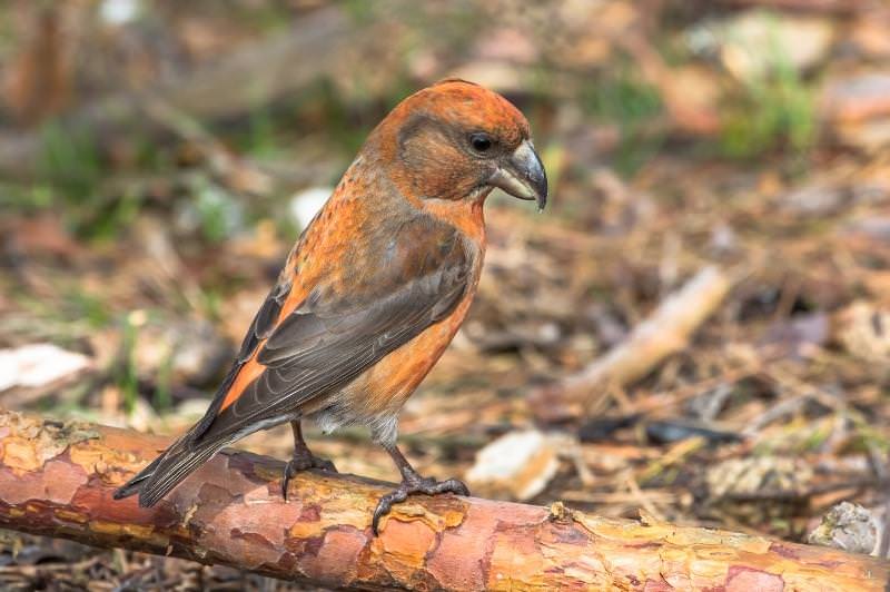 closeup of the red crossbill perched on a branch on the ground