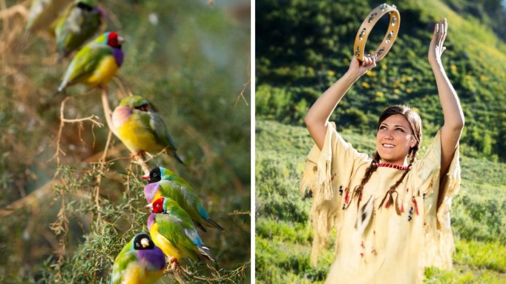Row of colorful finches and a native American woman dancing with a Tambourine