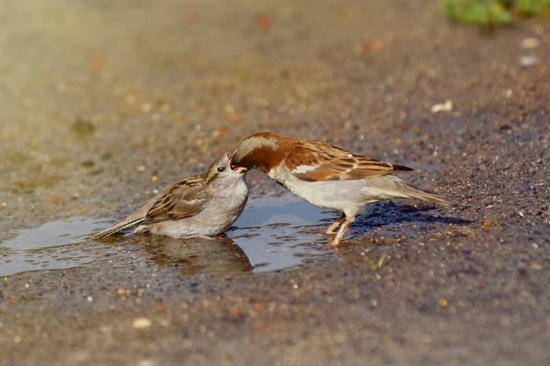 Sparrow feeding young bird
