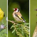 Three types of finches in a collage