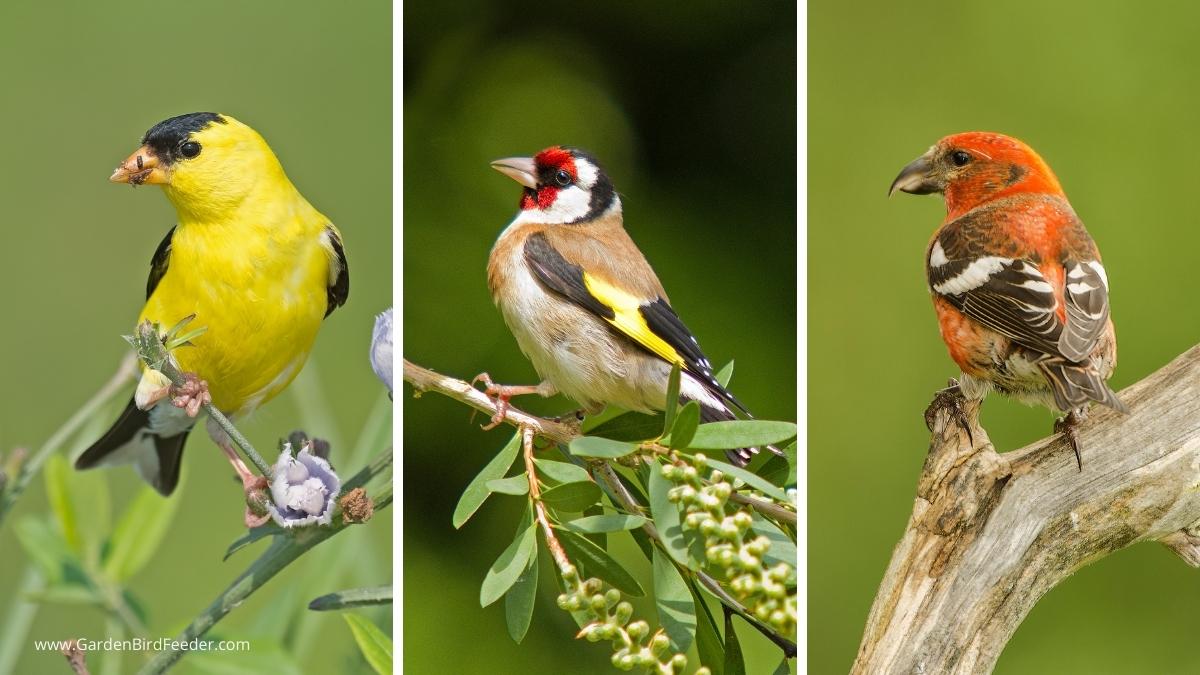 Three types of finches in a collage