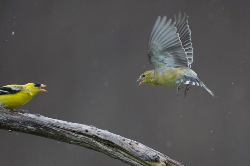 finch flying to meet its mate