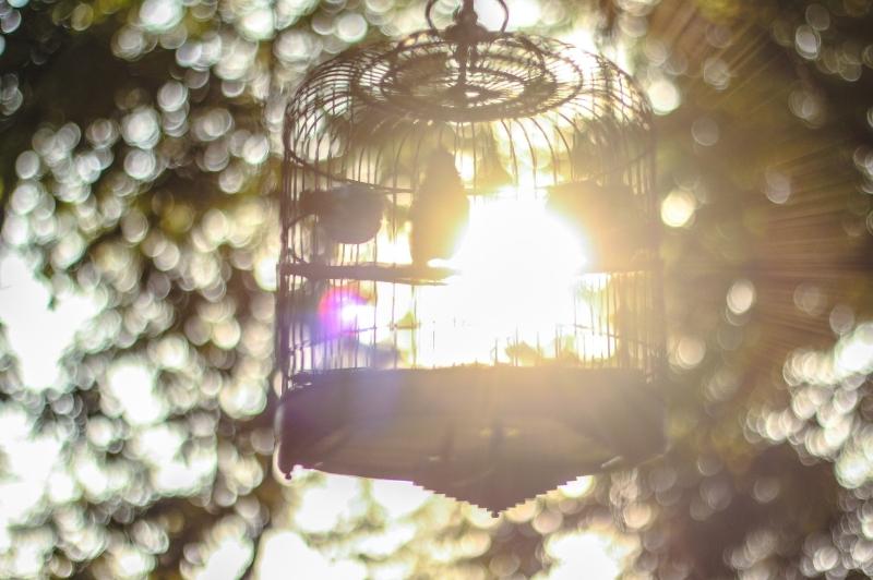 birdcage with sunlight filtering through
