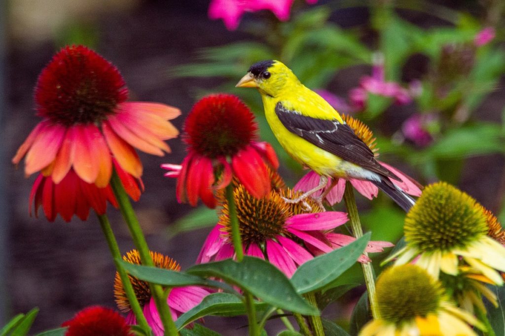 male goldfinch posing on a sea of coneflowers