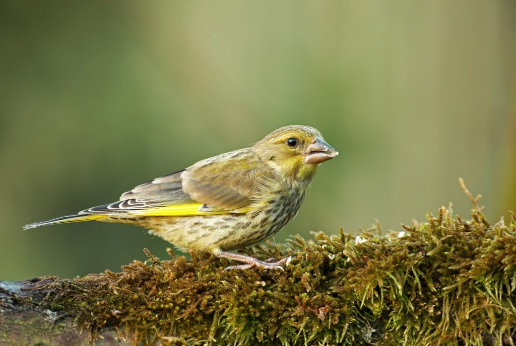 greenfinch foraging feed on a mossy tree