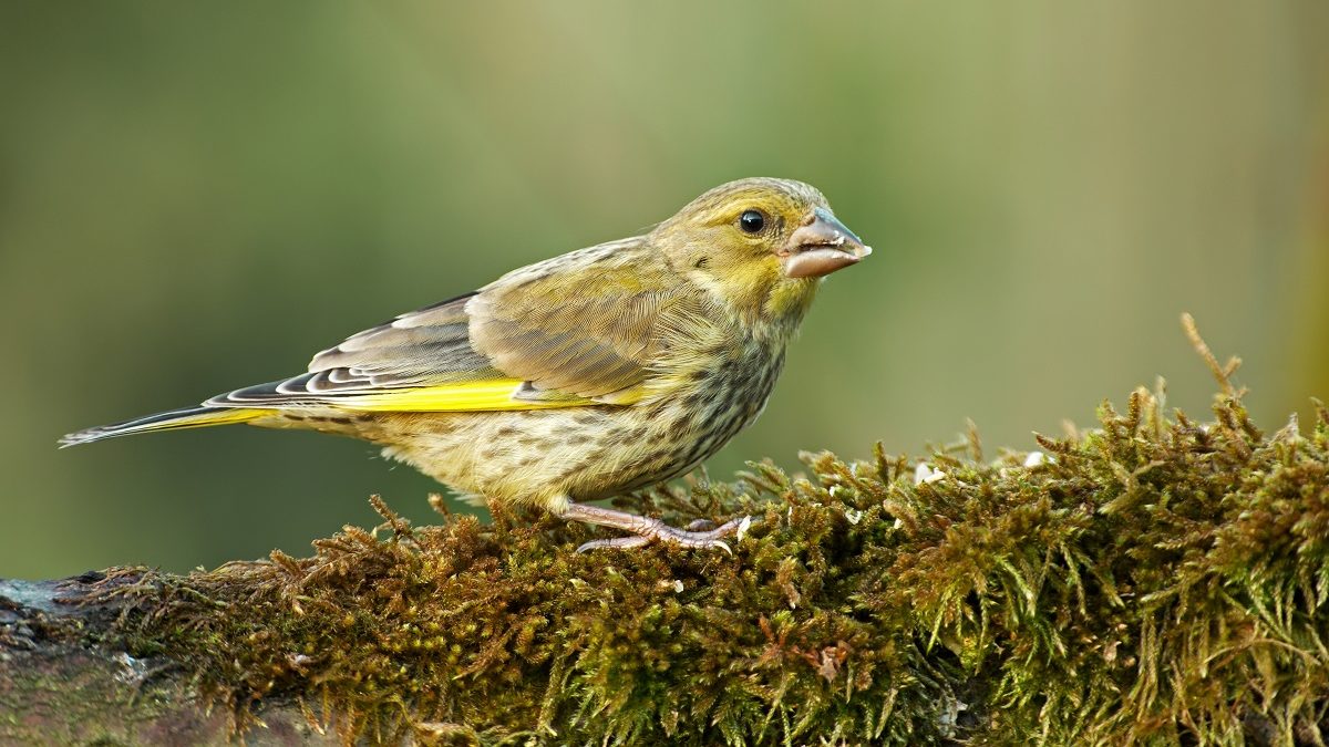 finch foraging for food on mossy tree