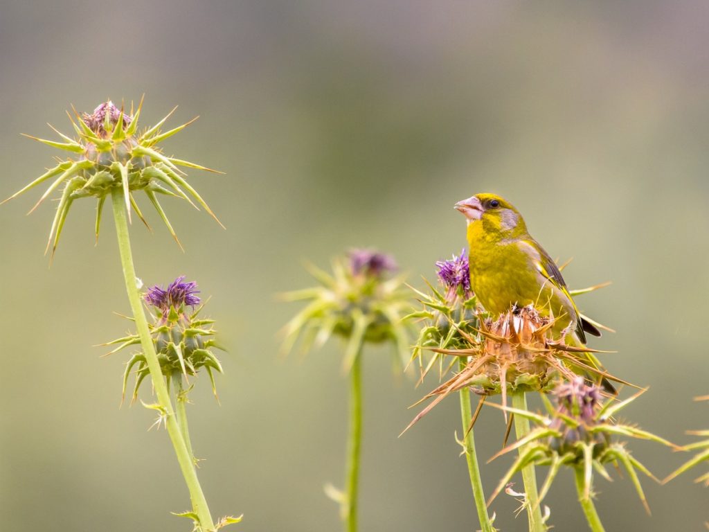 finch eating seeds from the thisle plant