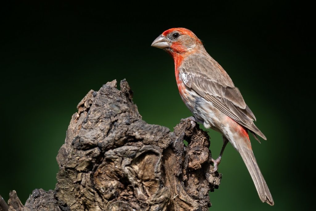 house finch perched on tree stub
