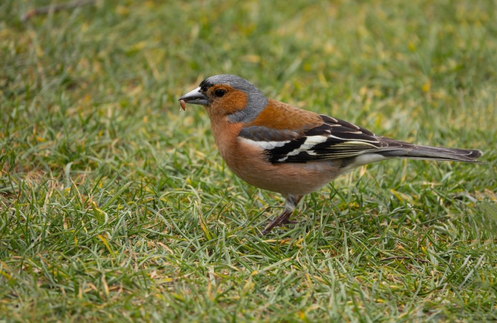 finch foraging in the lawn for seeds