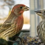 male finch feeding a female seed from a birdfeeder