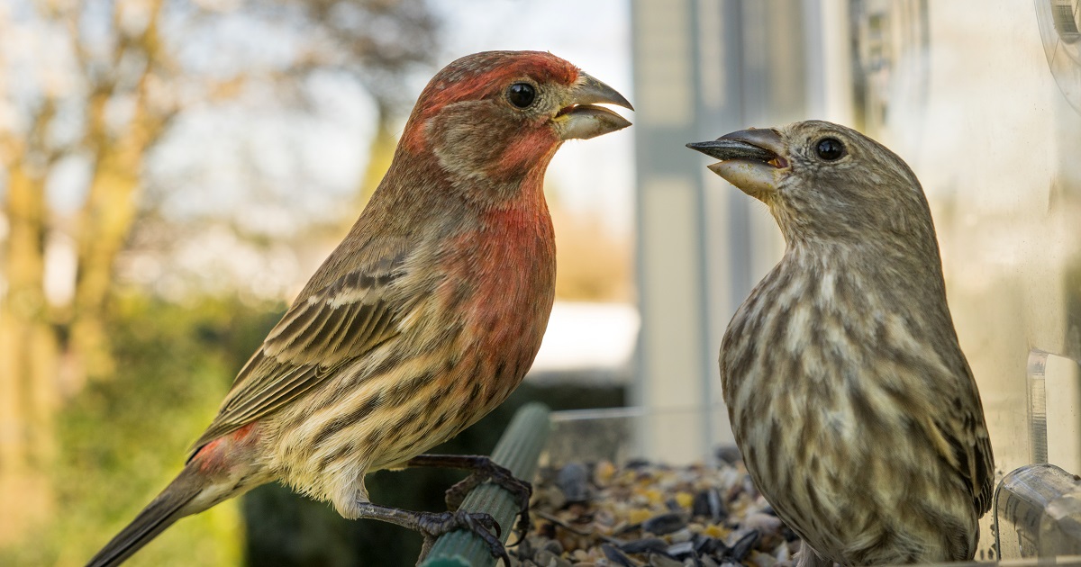 male finch feeding a female seed from a birdfeeder